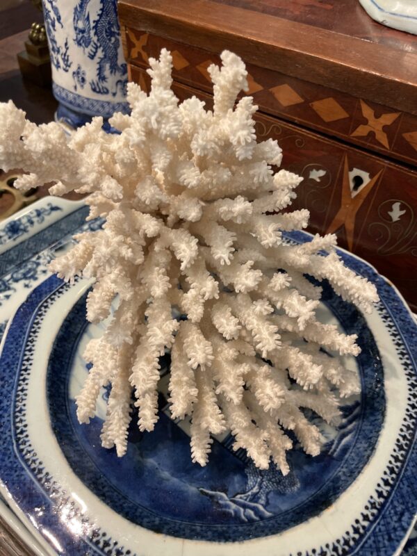 Coral in Flaring formation - M.D. Antiques in Richardson and Dallas Tx.