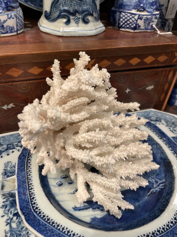 Coral in Flaring formation - M.D. Antiques in Richardson and Dallas Tx.