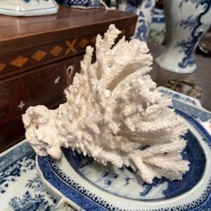 Coral in Flaring formation - M.D. Antiques in Richardson and Dallas Tx.