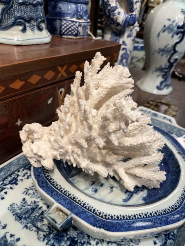 Coral in Flaring formation - M.D. Antiques in Richardson and Dallas Tx.