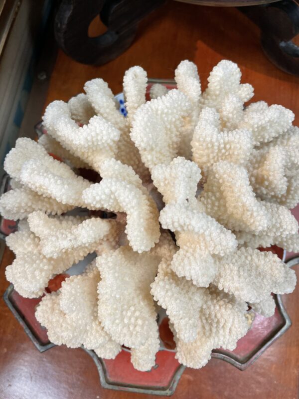 Coral in Cranial-like formation - M.D. Antiques in Richardson and Dallas Tx.