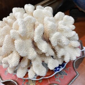 Coral in Cranial-like formation - M.D. Antiques in Richardson and Dallas Tx.