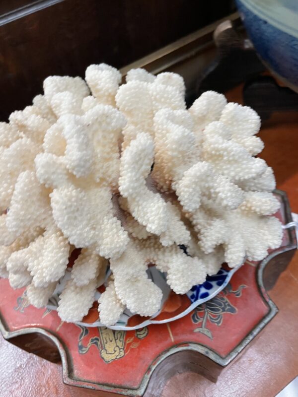 Coral in Cranial-like formation - M.D. Antiques in Richardson and Dallas Tx.