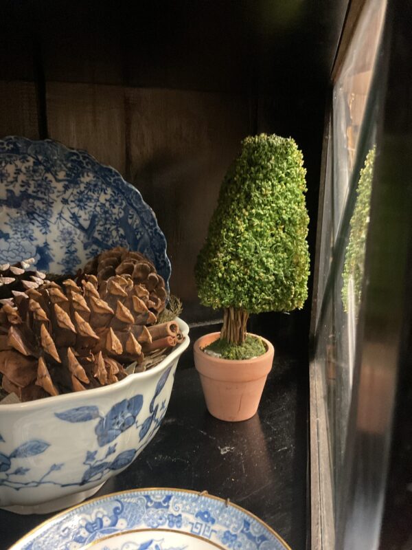 Small Topiary in Terracotta Pot