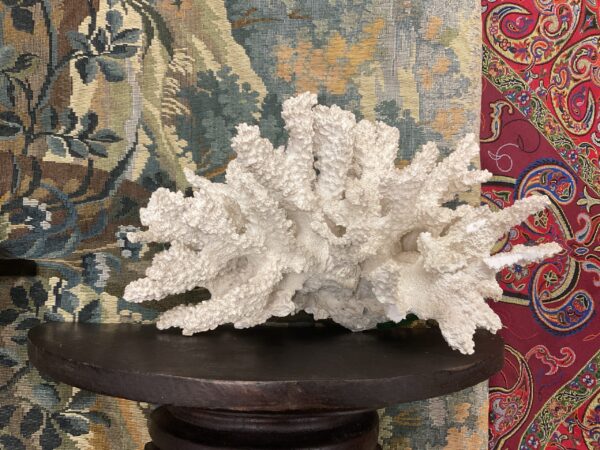 White Fire Coral Fragment